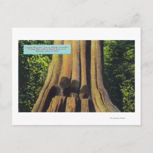 Carte Postale Arbre de cèdre le plus grand enregistré en Colombi