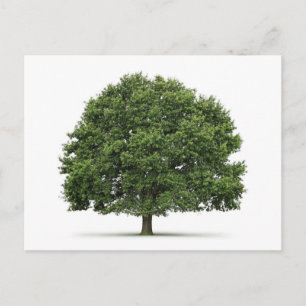 Carte Postale Arbre de chêne
