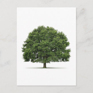 Carte Postale Arbre de chêne