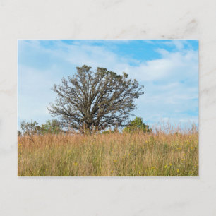 Carte Postale Arbre de chêne et prairie d'herbe haute