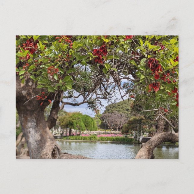 Carte Postale Arbre de corail dans le parc (Devant)