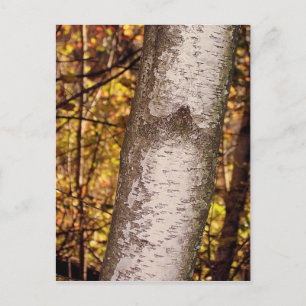 Carte Postale arbre de frêne