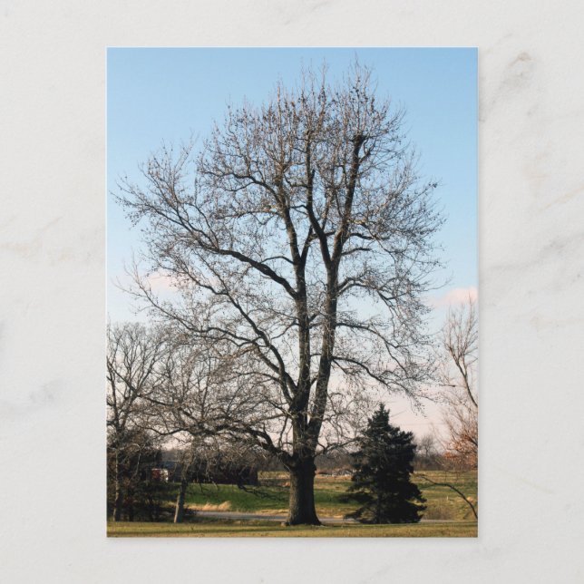 Carte Postale Arbre de gomme doux (Devant)