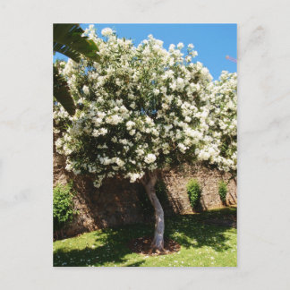 Carte Postale Arbre De Jasmin En Fleur