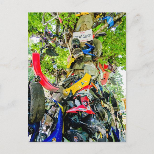 Carte Postale arbre de la queue de honte du dragon (Devant)