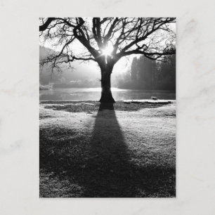 Carte Postale Arbre de Lumière : Derwentwater, Lake District