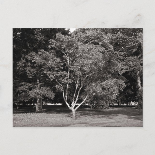 Carte Postale Arbre de magnolia en été - Ton chaud NB (Devant)