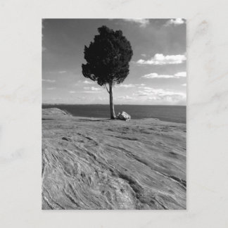 Carte Postale Arbre de Phoenix de fort