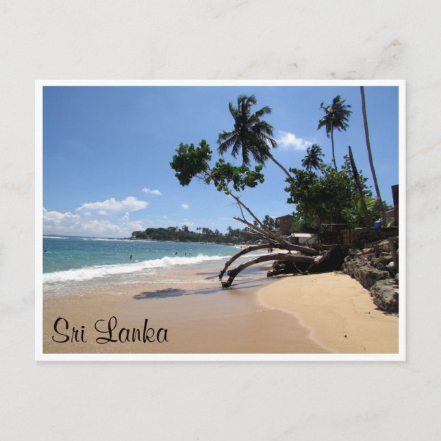 Carte Postale arbre de plage unawatuna (Devant)