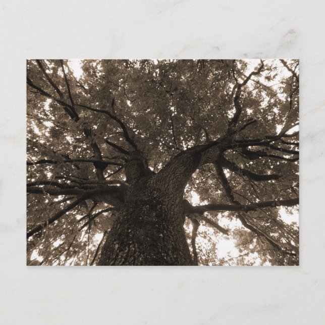 Carte Postale Arbre de vie à Sepia (Devant)