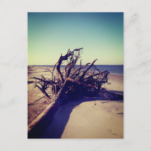 Carte Postale Arbre Délogé Sur La Plage