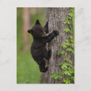 Carte Postale Arbre d'Escalades de l'ours noir