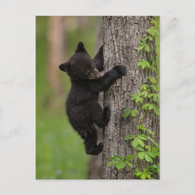 Carte Postale Arbre d'Escalades de l'ours noir (Devant)