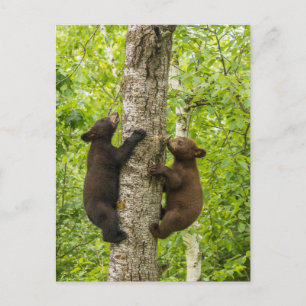 Carte Postale Arbre d'Escalades de l'ours noir