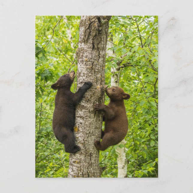 Carte Postale Arbre d'Escalades de l'ours noir (Devant)