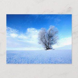 Carte Postale Arbre d'hiver
