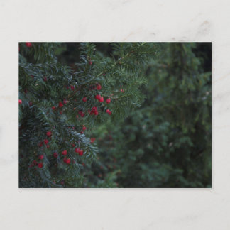 Carte Postale Arbre d'hiver