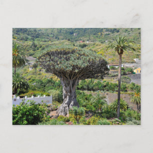 Carte Postale Arbre dragon à Tenerife
