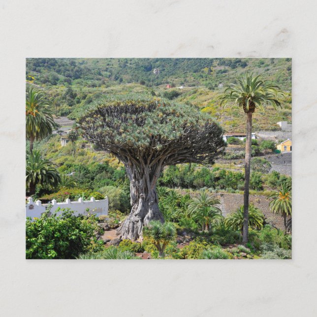 Carte Postale Arbre dragon à Tenerife (Devant)