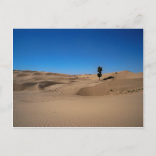 Carte Postale Arbre du désert