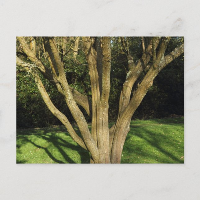 Carte Postale Arbre éclairé (Devant)