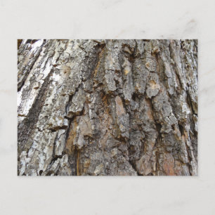 Carte Postale Arbre écorce IV Nature Abstraite