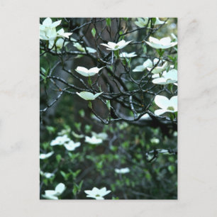CARTE POSTALE ARBRE EN BOIS DANS LE BLOG DU PRINTEMPS