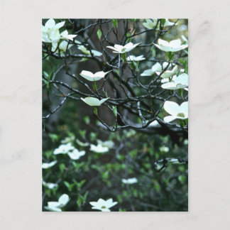 CARTE POSTALE ARBRE EN BOIS DANS LE BLOG DU PRINTEMPS