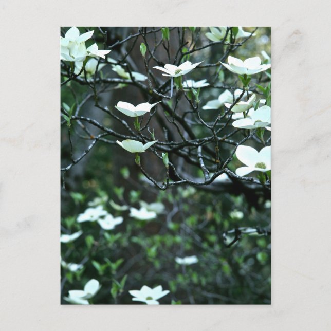 CARTE POSTALE ARBRE EN BOIS DANS LE BLOG DU PRINTEMPS (Devant)