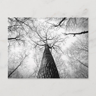 Carte Postale Arbre en noir et blanc