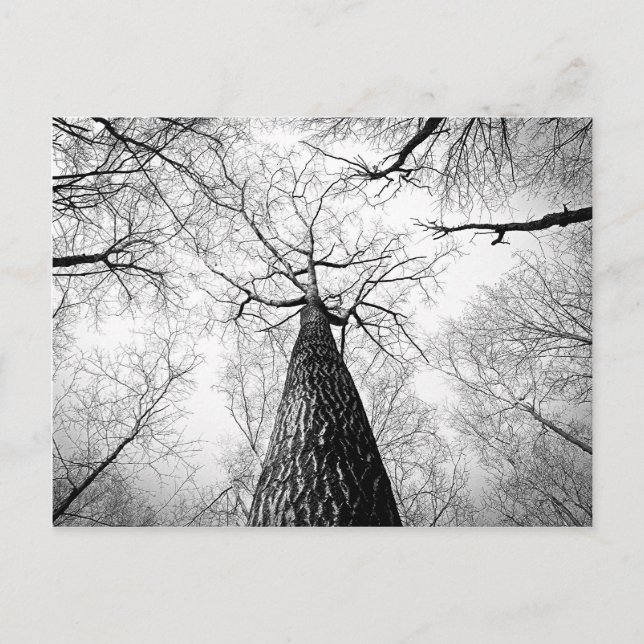 Carte Postale Arbre en noir et blanc (Devant)