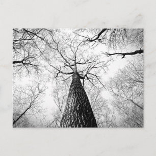 Carte Postale Arbre en noir et blanc