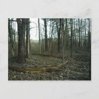 Carte Postale Arbre encerclé par la nature