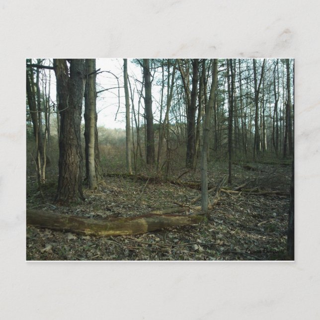 Carte Postale Arbre encerclé par la nature (Devant)