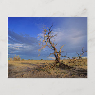 Carte Postale Arbre épineux du chameau mort (Acacia Erioloba)