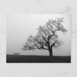 Carte Postale Arbre et banc dans le brouillard