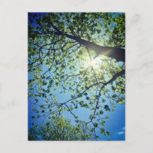 Carte postale Arbre et Sun