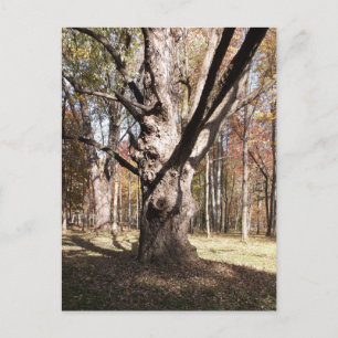 Carte Postale Arbre étrange