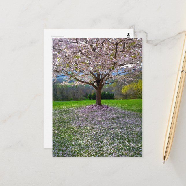 Carte Postale Arbre fleuri rose cerisier avec bois (Devant/Arrière en situation)