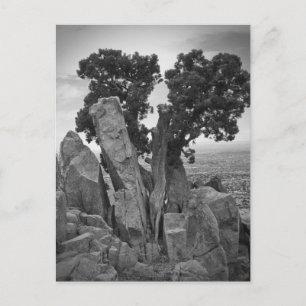 Carte Postale Arbre fractionné