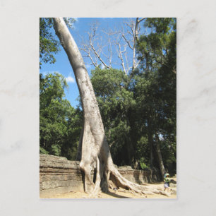 Carte Postale Arbre géant Banyan ... Temple de Ta Prohm, Cambodg
