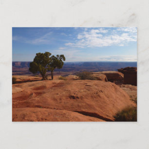 Carte Postale Arbre hors des rochers rouges I à Canyonlands