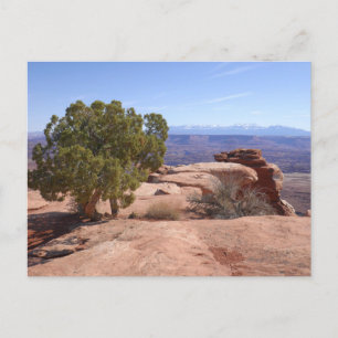 Carte Postale Arbre hors des rochers rouges II à Canyonlands