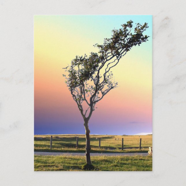 CARTE POSTALE ARBRE LONE (Devant)