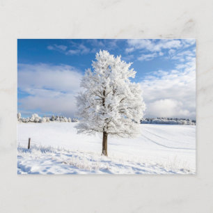 Carte Postale Arbre majestueux couvert de neige dans un paysage 