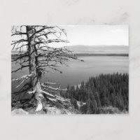 Arbre mort, Jenny Lake, Grand Teton, Wyoming