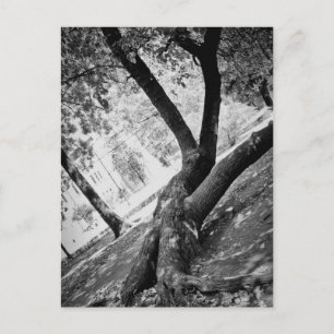 Carte Postale Arbre noir et blanc