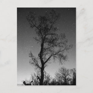 Carte Postale Arbre noir et blanc la nuit