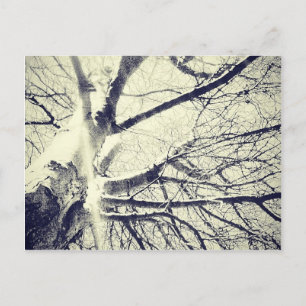 Carte Postale Arbre noir et blanc nu