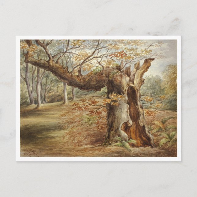 Carte Postale Arbre pourrissant par Elizabeth Murray (Devant)